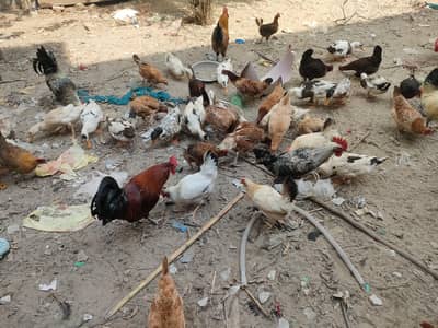 Urgent sale Desi hens and ducks