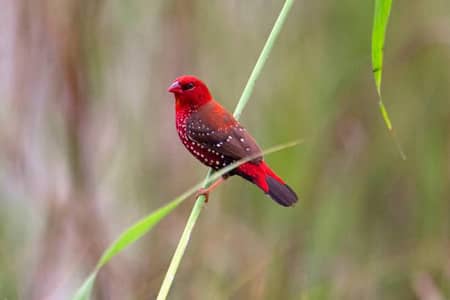red munia finch available for sale in lahore
