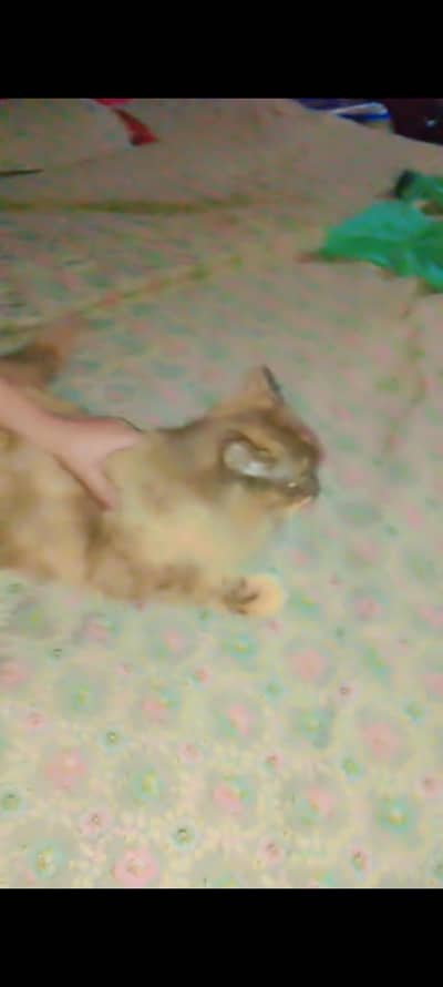 Persian male cat cash on delivery