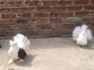 murge black pakistane aseel