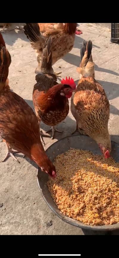Golden Misri Hens for Sale - Fresh Egg Laying (Healthy & Active)