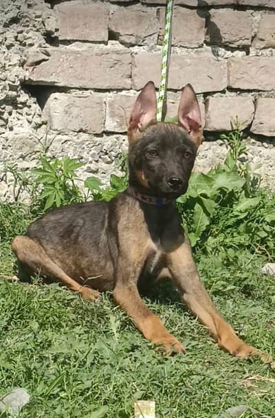 Belgian Malinois | Belgian Shepherd | Puupy | Dog for sale | BSD