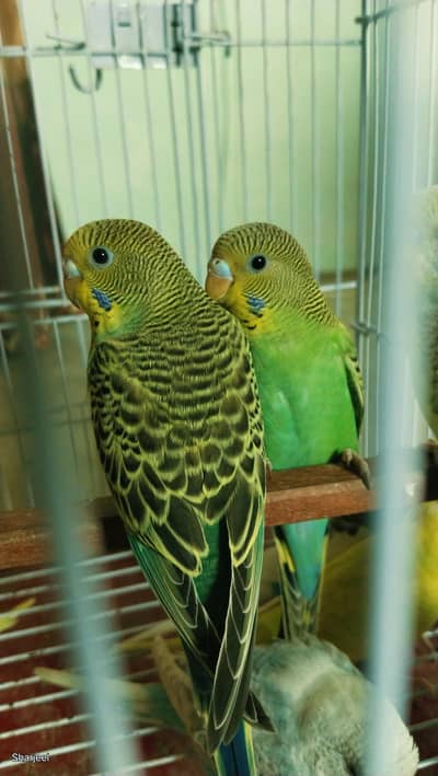 budgies