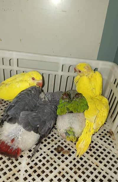 African Grey  yellow part chicks available