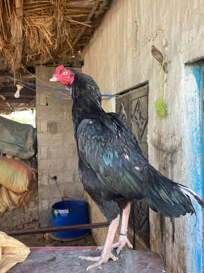 gis Bhai na Lana hwa check karwa ka da ga 0317.968. 2115