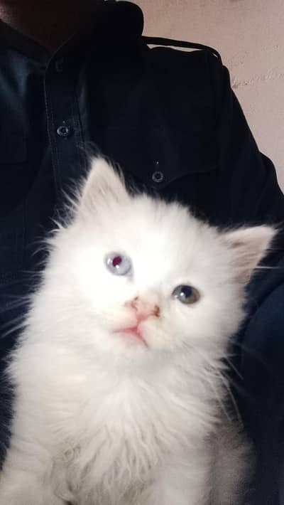 Persian kitten blue or yellow eyes