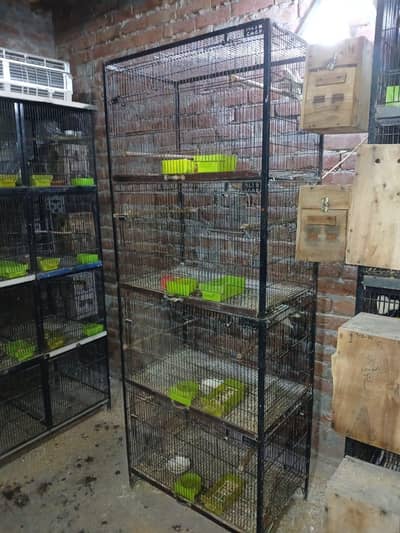 Multi Love birds breeders pairs healthy and active