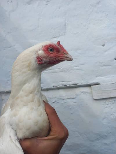 2 heeri madiyan or 1 amrohi Madi for sale