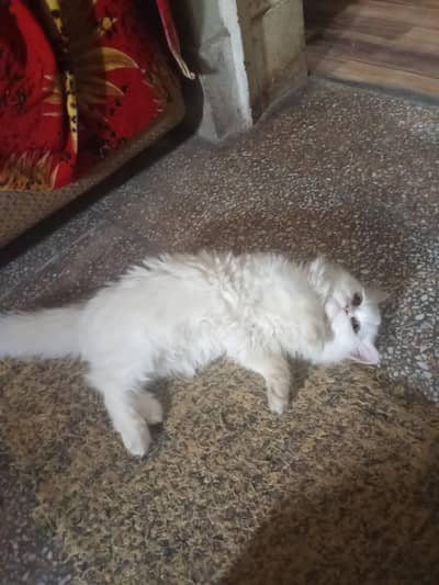 phone number is 03107517232