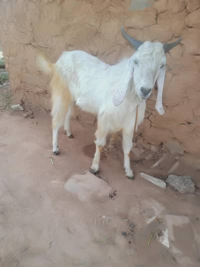 desi bakry 2 dant for sale