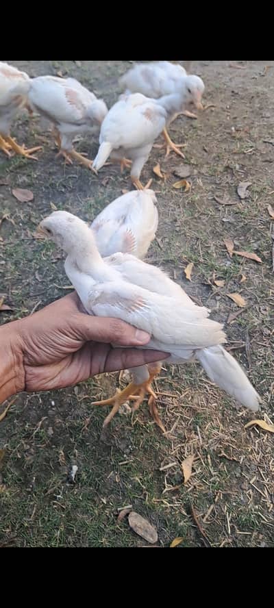 Heera pair with chicks available.