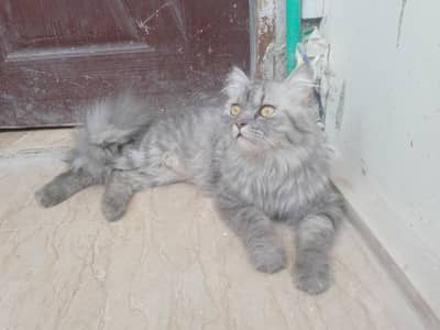 Persian Male Cat