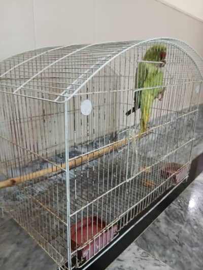 Talking Indian kashmiri Raw parrot