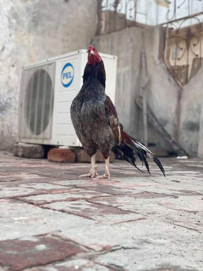 High Quality Aseel Murga