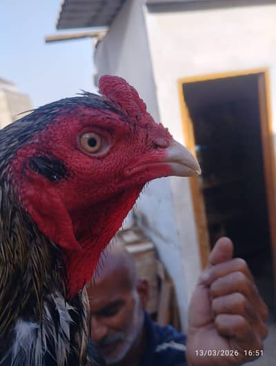 high quality aseel pair for sale