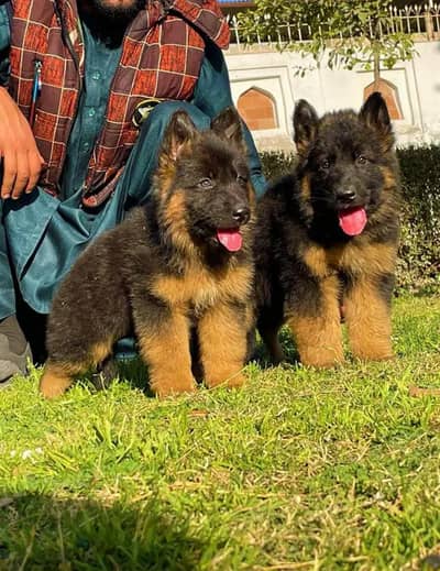 German Shepherd | Long Coated | Supreme Quality |