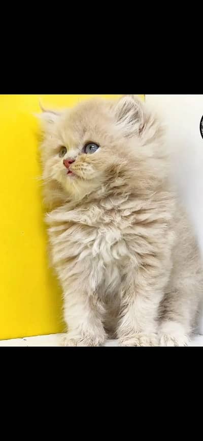Persian Cat | Persian Kittens | Triple caoted Kittens | Kittens / Cat