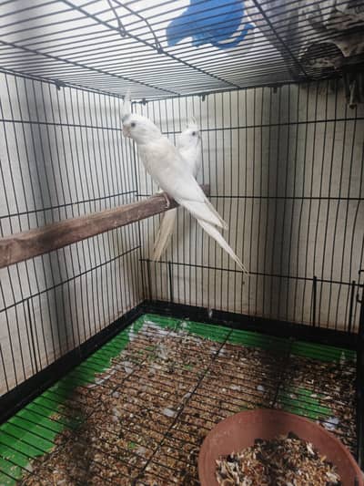 Confirmed Breeder Pair hai 03008877059