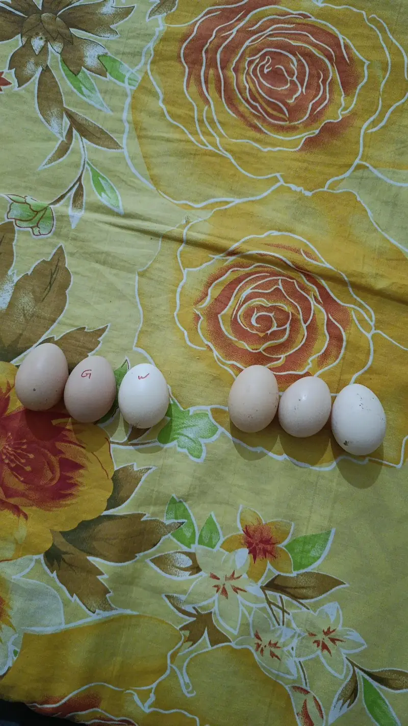 Fresh and fertile desi and fancy mix eggs