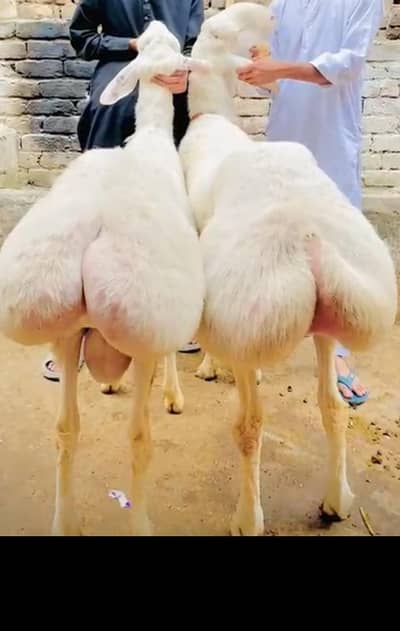 2 Big turky  khera Beauty dumba Male f sale collection