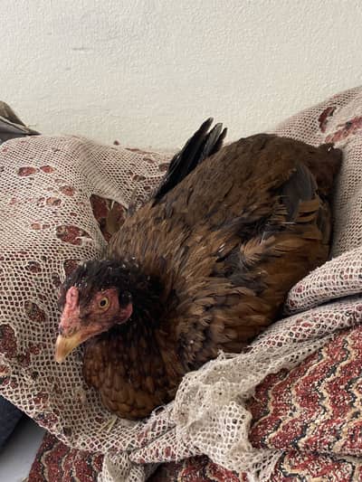 Aseel plus desi murgiyan pora setup for sale