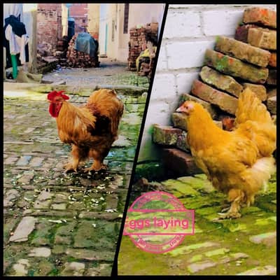golden buff paire eggs lying location (narowal, qila ahmad abad) 10k