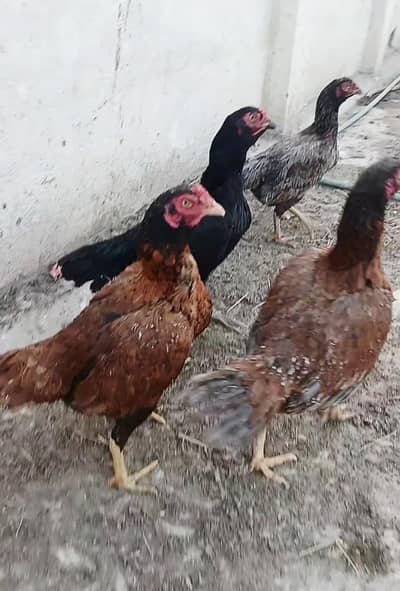 Aseel Morghiyan for sale   اصیل مرغیاں برائے فروخت