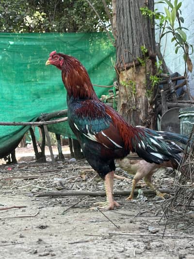 High Quality one eye breeder