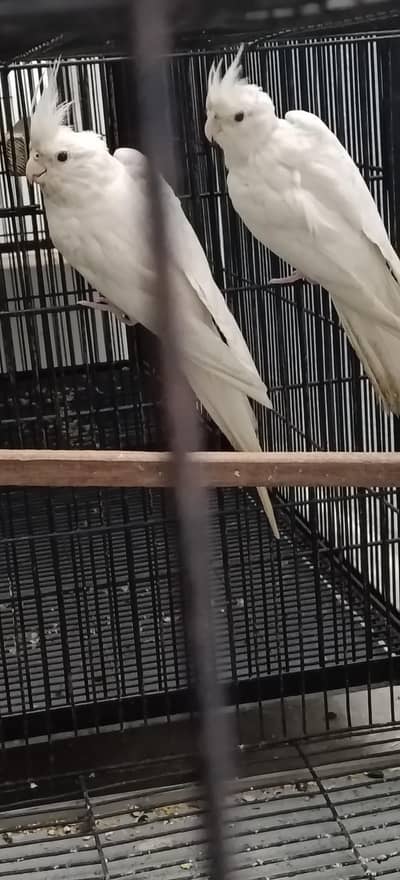 Cockatiel breeder pair Red eyes