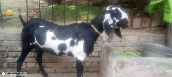 Beetle Kali dabi Goat