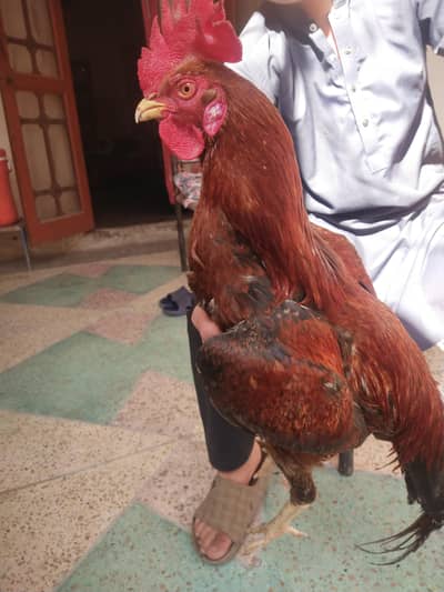 aseel Murgha for sell