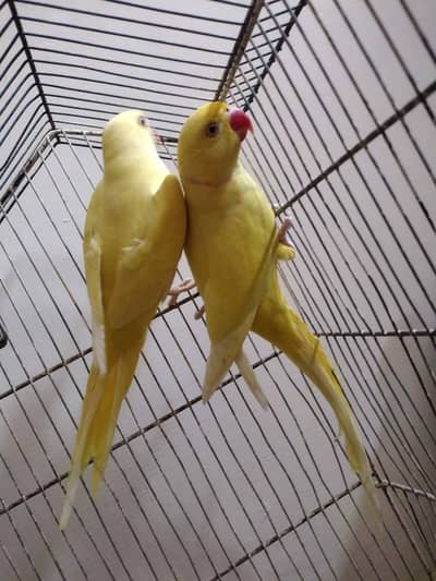 yellow ringneck parrot pair