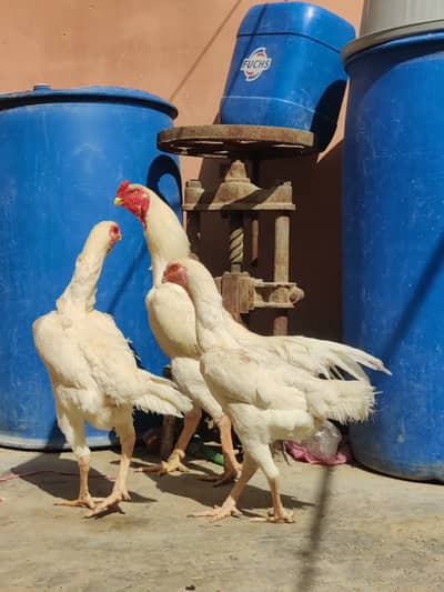 Eggs,chicks not available,o shamo ,shamo,shamoo