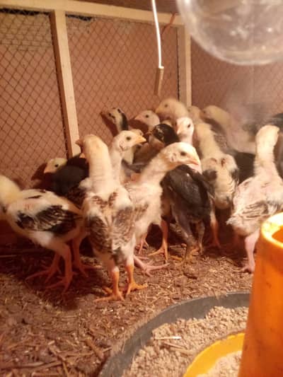 Shamo Chicks  for sale