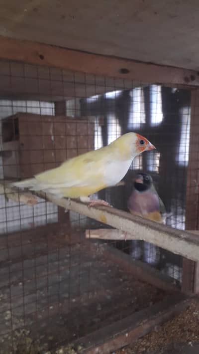 Gouldian females and opline lovebirds