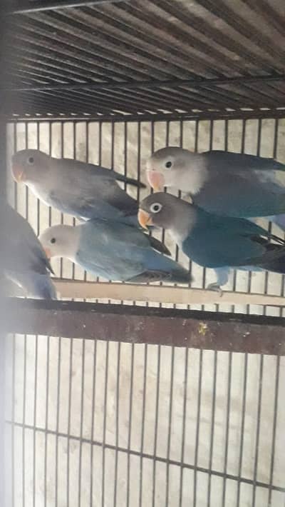 Blue/violet opline lovebirds
