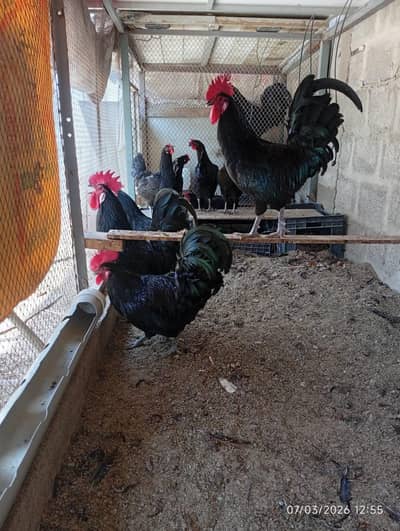 Australorp Australop Pair