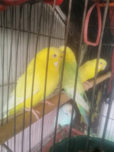 Parrots Budgie