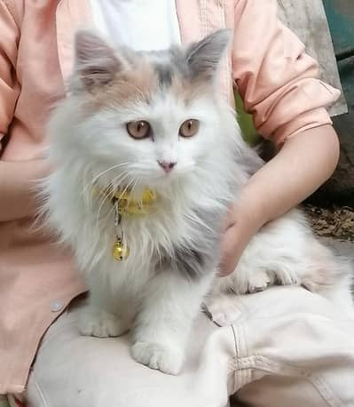 PERSION COLICO KITTEN