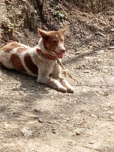 afghan chuchi mix female