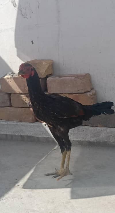 aseel patha for sake