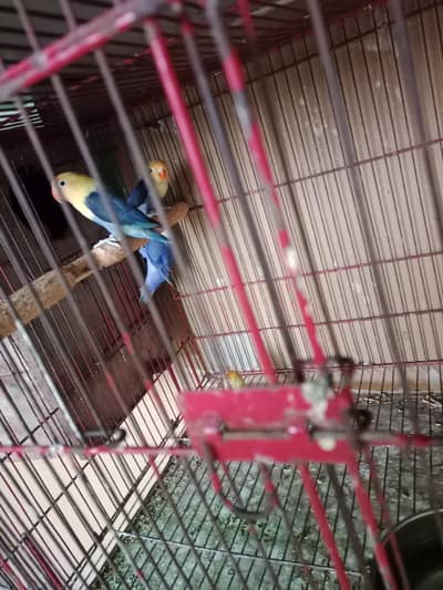 Parblue Opline possible Pale fellow