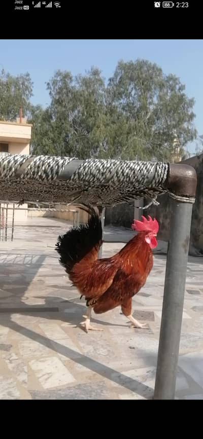 desi murga murgha murgian for sale