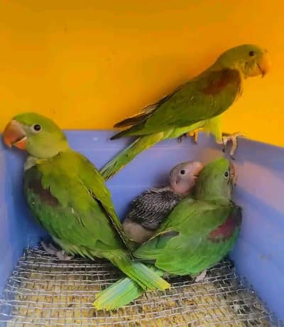 raw parrot chicks