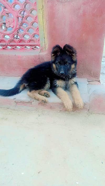 German shepherd puppies  double cot my WhatsApp number 034o729o94o