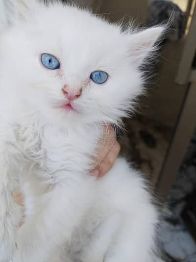 Persian Cat Triple Coated