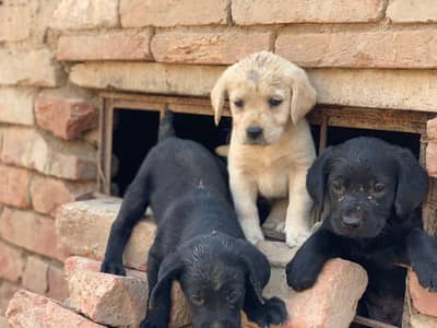 Top Quality lebrador puppy urgent far sale