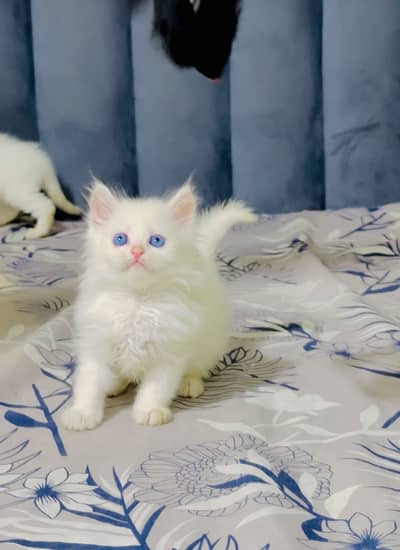 Persian kitten blue eyes