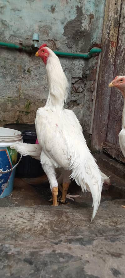 White shamo quality birds 4 females 1 male