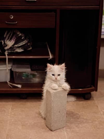 Persian Cat & Kittens Available – female  and male